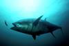 New regulations will help Atlantic bluefin tuna in the Gulf of Mexico and off Cape Hatteras. Credit: NOAA