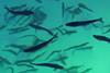 salmon smolt swimming around