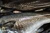 Icelandic cod