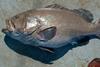 Warsaw grouper
