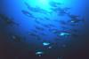 IPNLF wants progress on the adoption of harvest strategies for all major tuna stocks Photo: NOAA
