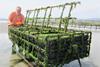 Grzegorz Skawinski and his rotating cage system for oyster production Photo: New Oyster Farm