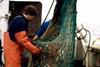 Swedish fishermen may get longer TACs. Credit: Swedish Board of Fisheries