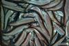Capelin credit Svanhildur Egilsdottir