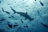 Shark League