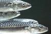 The ban will first apply to pelagic species including mackerel