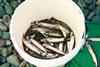 Supplies of forage fish such as capelin are in short supply in Canadian fisheries Photo: © Steph Nicholl