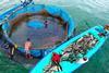 India cage fish farming