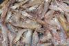 Farmed shrimp. Credit: Philip Chou/SeaWeb/Marine Photobank