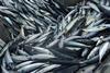 Northeast Atlantic mackerel