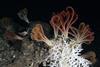 Deep-sea coral (Madrepora oculata) and crinoids (Leptometra phalangium). Credit: Oceana © LIFE BaHAR for N2K