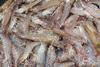 Thailand wants to become world leader in shrimp farming Photo: Philip Chou/SeaWeb/Marine Photobank