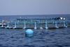 Spain will submit its Multi-Year Strategic Plan for Spanish Aquaculture by the end of this year © Magrama
