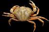 A close up image of the European Green Crab on a black background