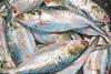 Lockdown stimulates hilsa fishery