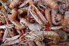 The MSC certificate for Loch Torridon langoustine has been suspended. Credit: Ji-Elle