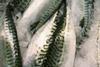 The Faroese mackerel fishery will not be MSC certified