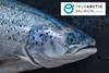 Cermaq has launched True Arctic Salmon Photo: Cermaq