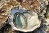 Jervis Bay’s long history of aquaculture which began in the 1930’s with oysters Photo: Wiki/Chris 73