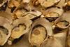 Oysters