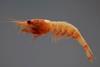 Royal red shrimp fishing waters have been reopened in the Gulf of Mexico