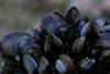 Blue mussels