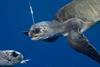 Only 17 loggerhead turtles can be caught in Hawaii each year. Credit: Terry Maas, www.freedive.net