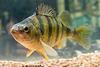 ARS scientists have developed the first fast, easy, reliable way to tell young yellow perch females from males