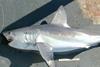 Porbeagle shark is one of five species under consideration. Photo: NOAA