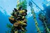 Underwater image of mussels being grown on a rope