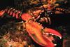Maine lobster. Credit: NOAA/OAR/National Undersea Research Program (NURP)