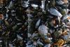 Scottish rope-grown mussels