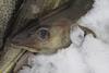 Cod caught more than 12 miles out to sea in the North East Arctic has retained its MSC certification