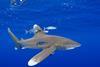 The oceanic whitetip shark will now be added to CITES Appendix II. © naturepl.com/Doug Perrine / WWF