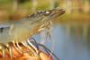 The new research could significantly reduce problems caused by the disease in white shrimp. Photo: Nofima