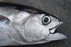 Eastern Pacific Ocean (EPO) bigeye tuna is still overfished Credit: Allen Shimada, NOAA NMFS OST