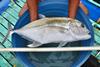 Giant trevally with measuring strip being held over a blue bucket of water
