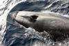 Iceland is being urged to abandon commercial whaling. Credit: NOAA