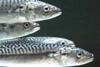 "Scottish and European fishermen are determined that no Faroese mackerel will be landed into our ports," said Gatt