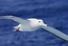 RSPB is renewing calls to protect seabird populations in EU waters