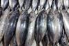 Skipjack_tuna_(Katsuwonus_pelamis)_in_a_Philippine_fish_market