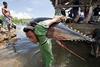 Jacana tuna fish landing, Puerto Princesa, Palawan, Philippines. ©Jurgen Freund/WWF Canon