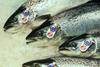 Scottish Sea Farms’ Label Rouge salmon. Credit: Scottish Sea Farms