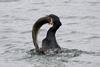 Cormorants are having a direct and indirect impact on fish stocks in the UK
