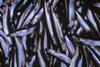 Capelin