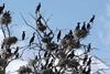 Great cormorants in a tree