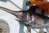 Whole Foods Market will stop selling red-rated swordfish by Earth Day. Credit: NOAA
