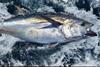 First NI bluefin tuna