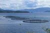 Salmon_aquaculture_in_Norway