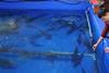 Indoors aquaculture pen with fish swimming in it
